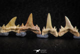 06454 - Great Collection of 8 Brachycarcharias atlasi Sand Tiger Shark Teeth Paleocene