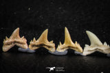 06454 - Great Collection of 8 Brachycarcharias atlasi Sand Tiger Shark Teeth Paleocene