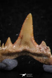 06454 - Great Collection of 8 Brachycarcharias atlasi Sand Tiger Shark Teeth Paleocene