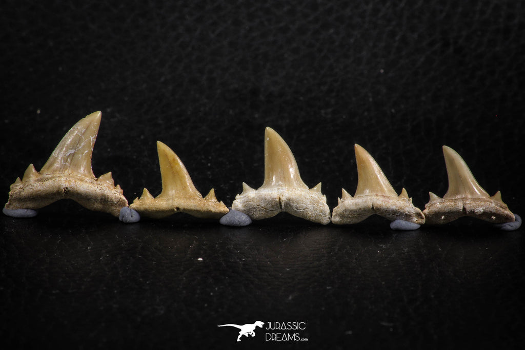 06455 - Great Collection of 5 Brachycarcharias atlasi Sand Tiger Shark Teeth Paleocene