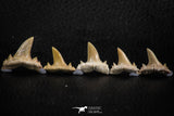 06455 - Great Collection of 5 Brachycarcharias atlasi Sand Tiger Shark Teeth Paleocene