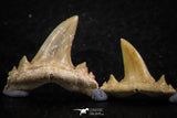 06455 - Great Collection of 5 Brachycarcharias atlasi Sand Tiger Shark Teeth Paleocene