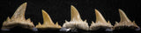 06455 - Great Collection of 5 Brachycarcharias atlasi Sand Tiger Shark Teeth Paleocene
