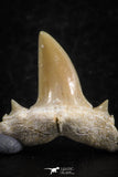 06455 - Great Collection of 5 Brachycarcharias atlasi Sand Tiger Shark Teeth Paleocene