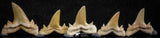 06455 - Great Collection of 5 Brachycarcharias atlasi Sand Tiger Shark Teeth Paleocene