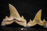 06455 - Great Collection of 5 Brachycarcharias atlasi Sand Tiger Shark Teeth Paleocene
