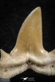 06455 - Great Collection of 5 Brachycarcharias atlasi Sand Tiger Shark Teeth Paleocene