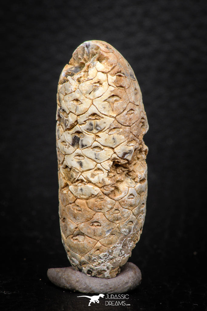 05319 - Top Rare 1.81 Inch Fossilized Silicified Pine Cone EQUICALASTROBUS Eocene Sahara Desert