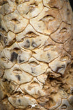 05319 - Top Rare 1.81 Inch Fossilized Silicified Pine Cone EQUICALASTROBUS Eocene Sahara Desert