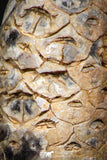 05319 - Top Rare 1.81 Inch Fossilized Silicified Pine Cone EQUICALASTROBUS Eocene Sahara Desert