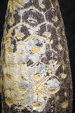 05320 - Top Beautiful 0.55 Inch Fossilized Silicified Pine Cone EQUICALASTROBUS Eocene Sahara Desert