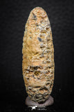 05321 - Nice 0.35 Inch Fossilized Silicified Pine Cone EQUICALASTROBUS Eocene Sahara Desert