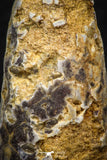 05323 - Beautiful 1.78 Inch Fossilized Silicified Pine Cone EQUICALASTROBUS Eocene Sahara Desert