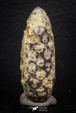 05323 - Beautiful 1.78 Inch Fossilized Silicified Pine Cone EQUICALASTROBUS Eocene Sahara Desert