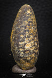 05324 - Well Preserved 1.78 Inch Fossilized Silicified Pine Cone EQUICALASTROBUS Eocene Sahara Desert