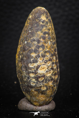 05324 - Well Preserved 1.78 Inch Fossilized Silicified Pine Cone EQUICALASTROBUS Eocene Sahara Desert
