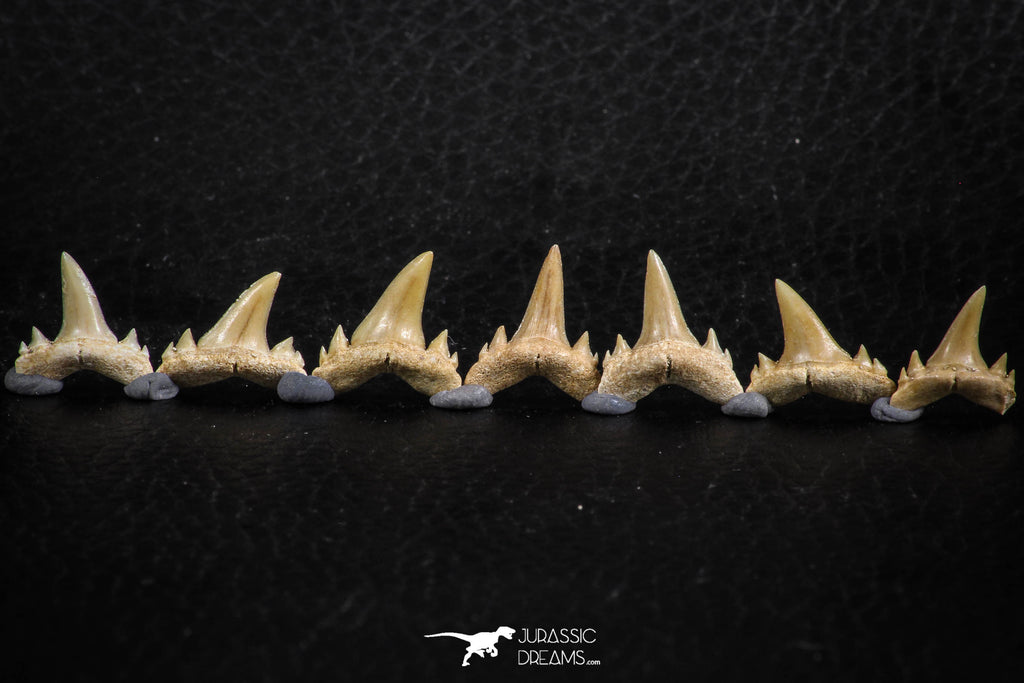 06461 - Great Collection of 7 Brachycarcharias atlasi Sand Tiger Shark Teeth Paleocene