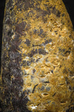05324 - Well Preserved 1.78 Inch Fossilized Silicified Pine Cone EQUICALASTROBUS Eocene Sahara Desert