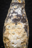 05325 - Top Rare 1.96 Inch Fossilized Silicified Pine Cone EQUICALASTROBUS Eocene Sahara Desert