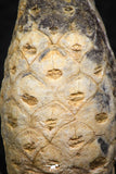 05325 - Top Rare 1.96 Inch Fossilized Silicified Pine Cone EQUICALASTROBUS Eocene Sahara Desert