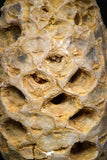 05326 - Top Rare 1.61 Inch Fossilized Silicified Pine Cone EQUICALASTROBUS Eocene Sahara Desert