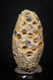 05326 - Top Rare 1.61 Inch Fossilized Silicified Pine Cone EQUICALASTROBUS Eocene Sahara Desert