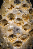 05326 - Top Rare 1.61 Inch Fossilized Silicified Pine Cone EQUICALASTROBUS Eocene Sahara Desert