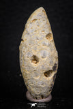05327 - Beautiful 1.61 Inch Fossilized Silicified Pine Cone EQUICALASTROBUS Eocene Sahara Desert