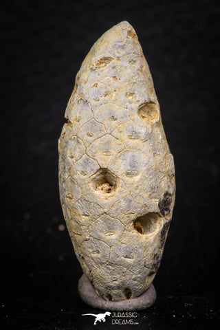 05327 - Beautiful 1.61 Inch Fossilized Silicified Pine Cone EQUICALASTROBUS Eocene Sahara Desert