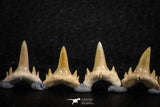 06462 - Great Collection of 7 Brachycarcharias atlasi Sand Tiger Shark Teeth Paleocene