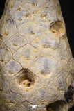 05327 - Beautiful 1.61 Inch Fossilized Silicified Pine Cone EQUICALASTROBUS Eocene Sahara Desert