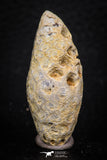 05327 - Beautiful 1.61 Inch Fossilized Silicified Pine Cone EQUICALASTROBUS Eocene Sahara Desert