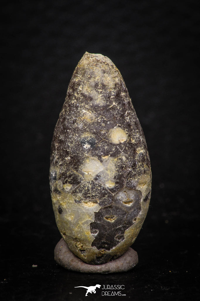 05328 - Nice 1.29 Inch Fossilized Silicified Pine Cone EQUICALASTROBUS Eocene Sahara Desert