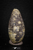 05328 - Nice 1.29 Inch Fossilized Silicified Pine Cone EQUICALASTROBUS Eocene Sahara Desert