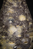05328 - Nice 1.29 Inch Fossilized Silicified Pine Cone EQUICALASTROBUS Eocene Sahara Desert