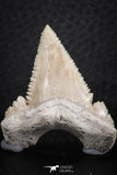 06466 - Nicely Serrated 1.53 Inch Palaeocarcharodon orientalis (Pygmy white Shark) Tooth