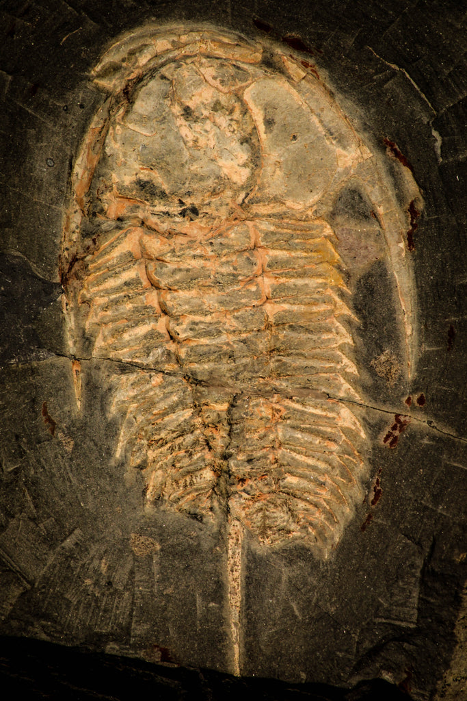 30015 - Top Rare Redlichia takooensis Lower Cambrian Trilobite Australia