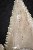06466 - Nicely Serrated 1.53 Inch Palaeocarcharodon orientalis (Pygmy white Shark) Tooth