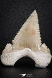 06466 - Nicely Serrated 1.53 Inch Palaeocarcharodon orientalis (Pygmy white Shark) Tooth