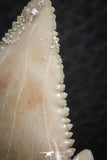 06466 - Nicely Serrated 1.53 Inch Palaeocarcharodon orientalis (Pygmy white Shark) Tooth