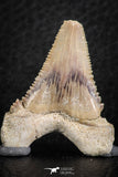 06467 - Strongly Serrated 1.48 Inch Palaeocarcharodon orientalis (Pygmy white Shark) Tooth
