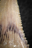 06467 - Strongly Serrated 1.48 Inch Palaeocarcharodon orientalis (Pygmy white Shark) Tooth