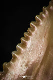 05354 - Nicely Preserved 1.21 Inch Serrated Palaeocarcharodon orientalis (Pygmy white Shark) Tooth