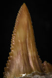 05354 - Nicely Preserved 1.21 Inch Serrated Palaeocarcharodon orientalis (Pygmy white Shark) Tooth