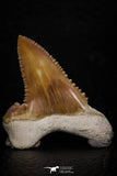 05354 - Nicely Preserved 1.21 Inch Serrated Palaeocarcharodon orientalis (Pygmy white Shark) Tooth