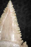06468 - Strongly Serrated 1.38 Inch Palaeocarcharodon orientalis (Pygmy white Shark) Tooth