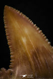 05354 - Nicely Preserved 1.21 Inch Serrated Palaeocarcharodon orientalis (Pygmy white Shark) Tooth