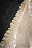 06468 - Strongly Serrated 1.38 Inch Palaeocarcharodon orientalis (Pygmy white Shark) Tooth