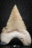 06468 - Strongly Serrated 1.38 Inch Palaeocarcharodon orientalis (Pygmy white Shark) Tooth