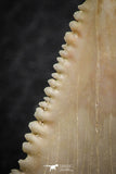 06468 - Strongly Serrated 1.38 Inch Palaeocarcharodon orientalis (Pygmy white Shark) Tooth